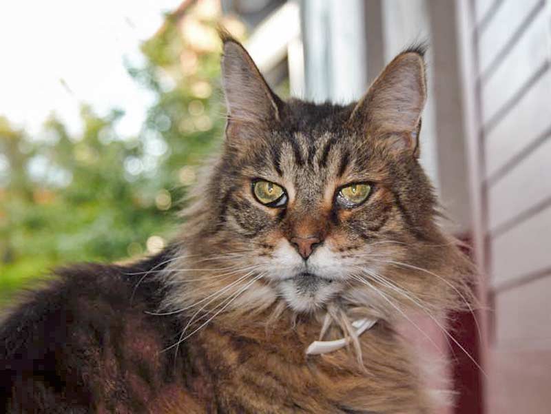 Maine Coon Kätzin Hayly / © 2015 Privat