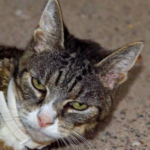 Kater Merlin / © 2015 Privat