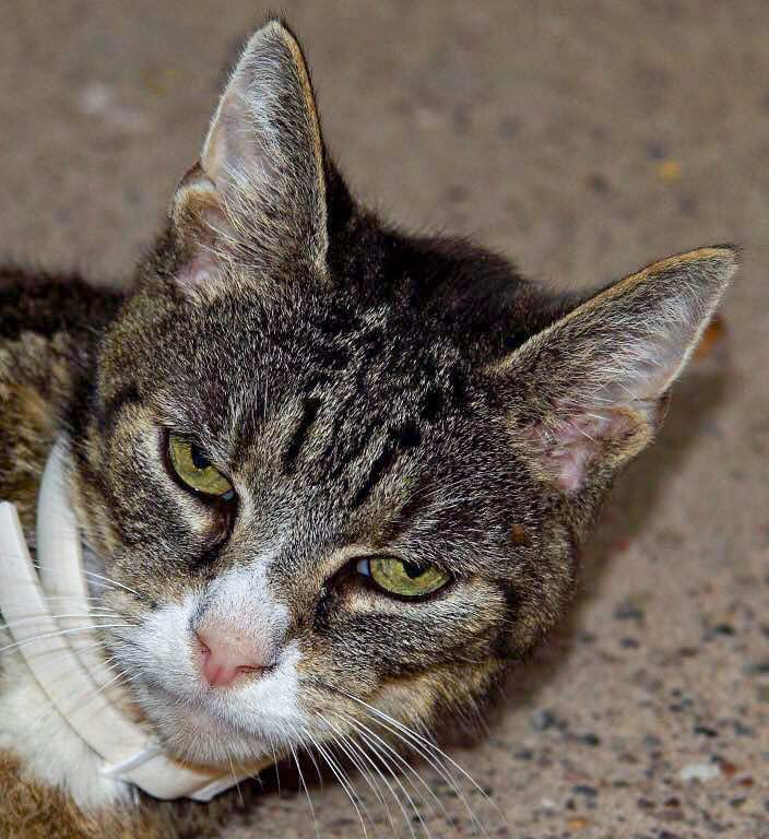 Kater Merlin / © 2015 Privat