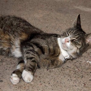 Kater Merlin / © 2015 Privat