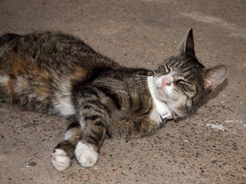 Kater Merlin / © 2015 Privat