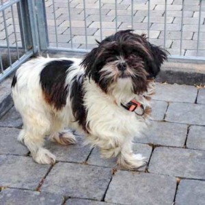 Hündin „Bine“, Shih Tzu, ca. 2-4 Jahre, sehr ängstlich  / © 2015 Arche KaNaum (DN) Hündin "Bine", Shih Tzu, ca. 2-4 Jahre, sehr ängstlich / © 2015 Arche KaNaum (DN)