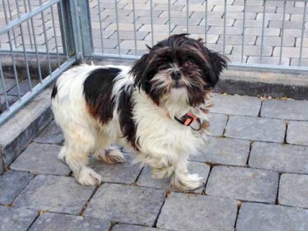 Hündin "Bine", Shih Tzu, ca. 2-4 Jahre, sehr ängstlich / © 2015 Arche KaNaum (DN)