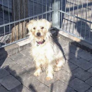 Hündin „Leyla“, Terrier Mix, ca. 8 Monate, zurückhaltend  / © 2015 Arche KaNaum (DN) Hündin "Leyla", Terrier Mix, ca. 8 Monate, zurückhaltend / © 2015 Arche KaNaum (DN)