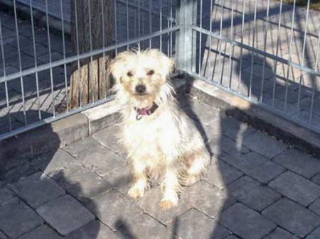 Hündin "Leyla", Terrier Mix, ca. 8 Monate, zurückhaltend / © 2015 Arche KaNaum (DN)