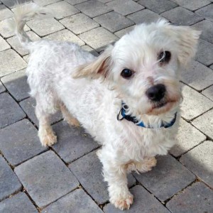 Hunderüde „Lui“, Terrier Mix, ca. 8 Monate, sehr freundlich  / © 2015 Arche KaNaum (DN) Hunderüde "Lui", Terrier Mix, ca. 8 Monate, sehr freundlich / © 2015 Arche KaNaum (DN)