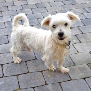 Hunderüde „Lumpi“, Terrier Mix, ca. 8 Monate, sehr freundlich  / © 2015 Arche KaNaum (DN) Hunderüde "Lumpi", Terrier Mix, ca. 8 Monate, sehr freundlich / © 2015 Arche KaNaum (DN)