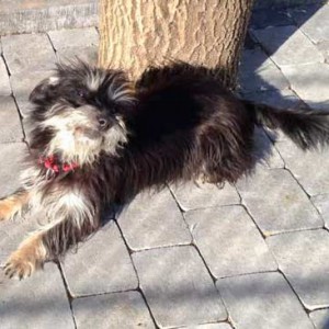 Hündin „Rosi“, Terrier Mix, ca. 6-8 Jahre, sehr freundlich  / © 2015 Arche KaNaum (DN) Hündin "Rosi", Terrier Mix, ca. 6-8 Jahre, sehr freundlich / © 2015 Arche KaNaum (DN)