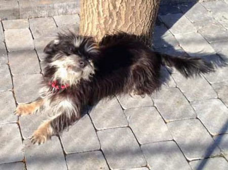 Hündin "Rosi", Terrier Mix, ca. 6-8 Jahre, sehr freundlich / © 2015 Arche KaNaum (DN)