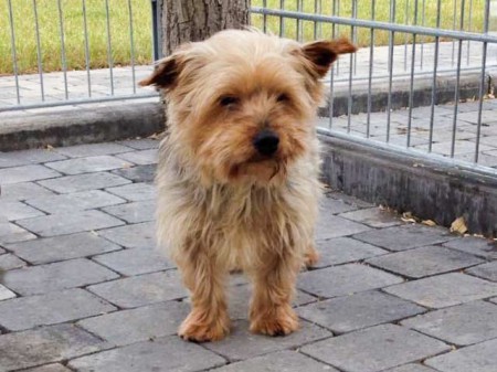 Hunderüde "York", Yorkshire Terrier, ca. 6-8 Jahre / © 2015 Arche KaNaum (DN)