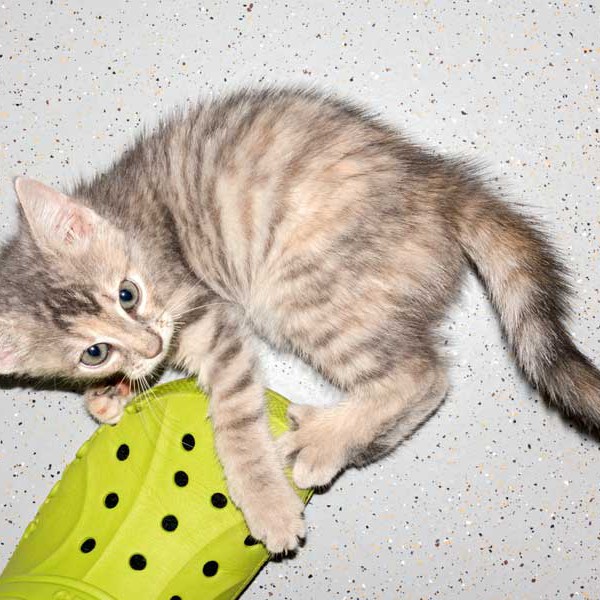 Kätzin Farina / © 2015 Arche KaNaum (NH) Kätzin Farina / © 2015 Arche KaNaum (NH)