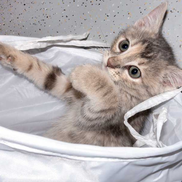 Kätzin Farina / © 2015 Arche KaNaum (NH) Kätzin Farina / © 2015 Arche KaNaum (NH)