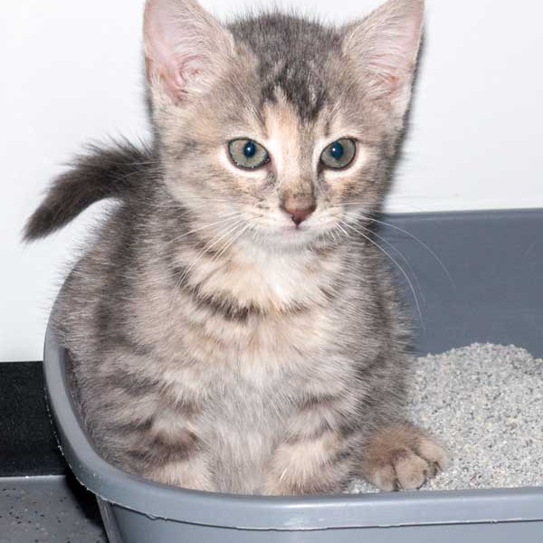 Kätzin Farina / © 2015 Arche KaNaum (NH) Kätzin Farina / © 2015 Arche KaNaum (NH)