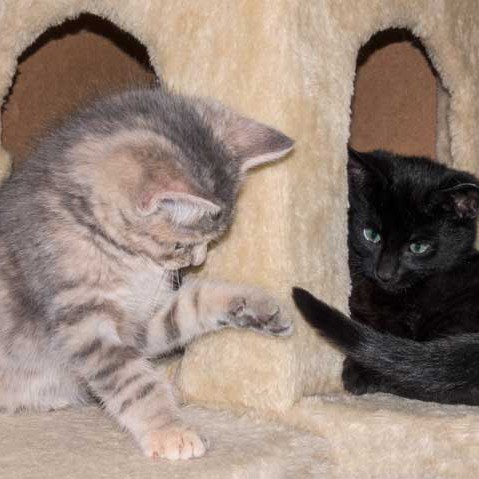 Kätzin Farina (l.) mit Brüderchen Uno  / © 2015 Arche KaNaum (NH) Kätzin Farina (l.) mit Brüderchen Uno / © 2015 Arche KaNaum (NH)