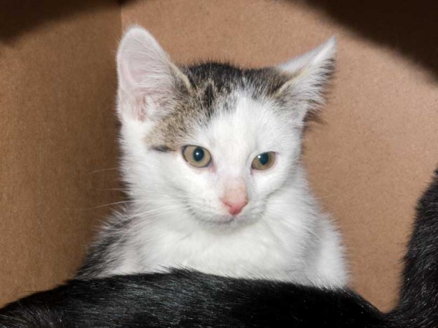 Kater Julius / © 2015 Arche KaNaum (DN)