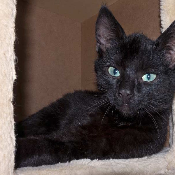 Kater Uno / © 2015 Arche KaNaum (DN)