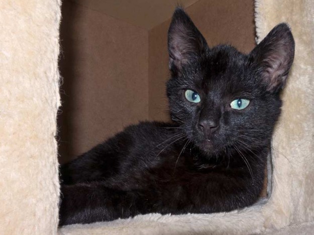 Kater Uno / © 2015 Arche KaNaum (DN)