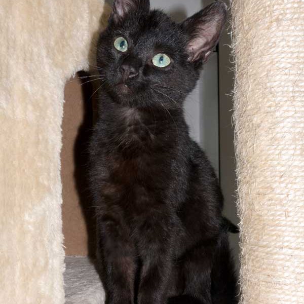 Kater Uno / © 2015 Arche KaNaum (NH)