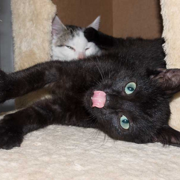 Kater Uno (v.) mit Brüderchen Julius / © 2015 Arche KaNaum (NH)