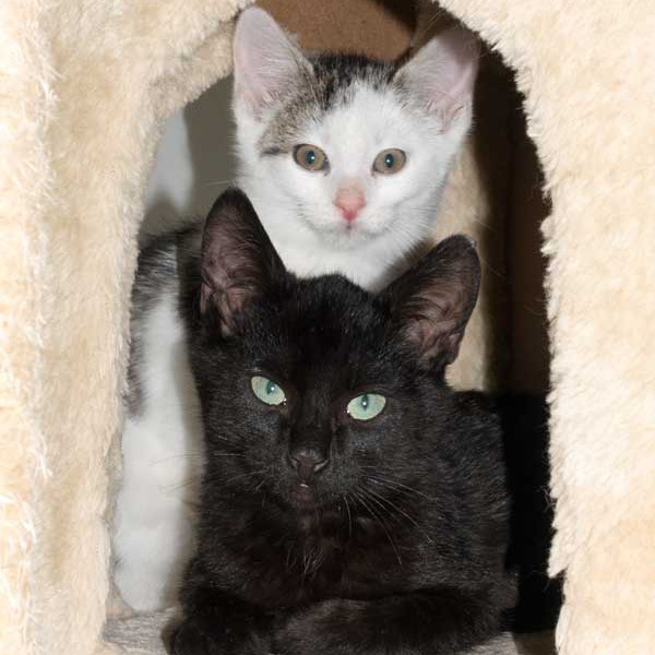 Kater Uno (v.) mit Brüderchen Julius / © 2015 Arche KaNaum (NH)