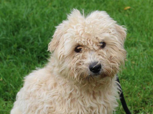 Fundhund KB / © 2015 Tierheim Korbach