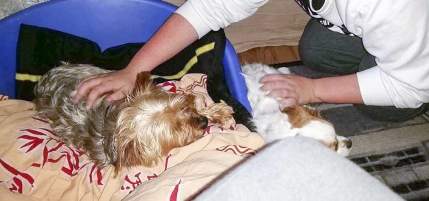 Yorkie Billy (aka "York") im neuen Zuhause / © 2015 Privat