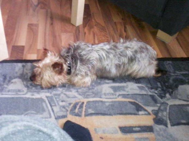 Yorkie Billy (aka "York") im neuen Zuhause / © 2015 Privat