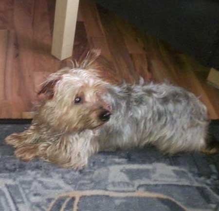 Yorkie Billy (aka "York") im neuen Zuhause / © 2015 Privat