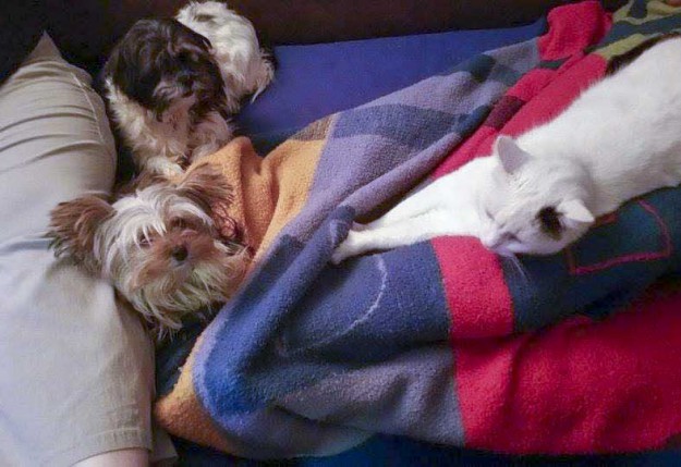 Hündin Lara (aka "Bine") im neuen Zuhause / © 2015 Privat