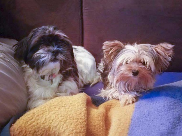 Hündin Lara (aka "Bine") im neuen Zuhause / © 2015 Privat