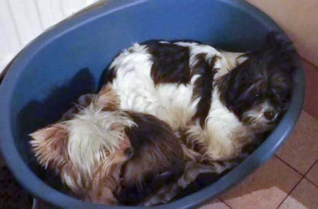 Hündin Lara (aka "Bine") im neuen Zuhause / © 2015 Privat