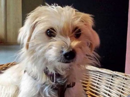 Hündin Leyla im neuen Zuhause / © 2015 Privat