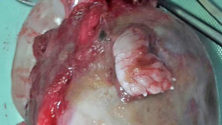 Von Kätzin Mary: Abgestorbenes und durchstoßenes Uterushorn mit totem Welpen / © 2015 Arche KaNaum (DN)