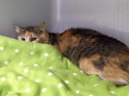 Kätzin Mary nach ihrer schweren OP / © 2015 Arche KaNaum (DN)