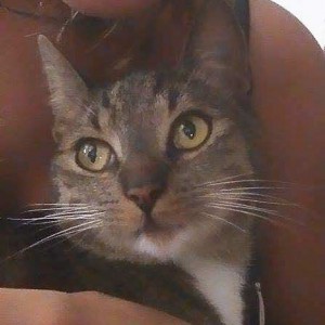 Vermisst: Kater Salem / © 2015 Privat