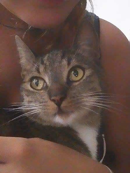 Vermisst: Kater Salem / © 2015 Privat