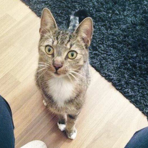 Vermisst: Kater Salem / © 2015 Privat