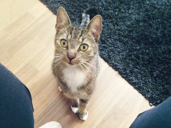 Vermisst: Kater Salem / © 2015 Privat