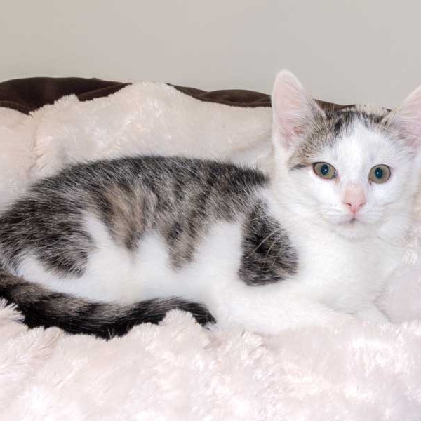 Kater Julius / © 2015 Arche KaNaum (DN) Kater Julius / © 2015 Arche KaNaum (DN)