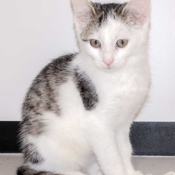 Kater Julius / © 2015 Arche KaNaum (DN) Kater Julius / © 2015 Arche KaNaum (DN)