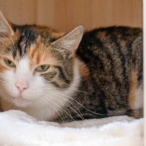 Kätzin Liese /  © 2015 Arche KaNaum (NH) Kätzin Liese / © 2015 Arche KaNaum (NH)