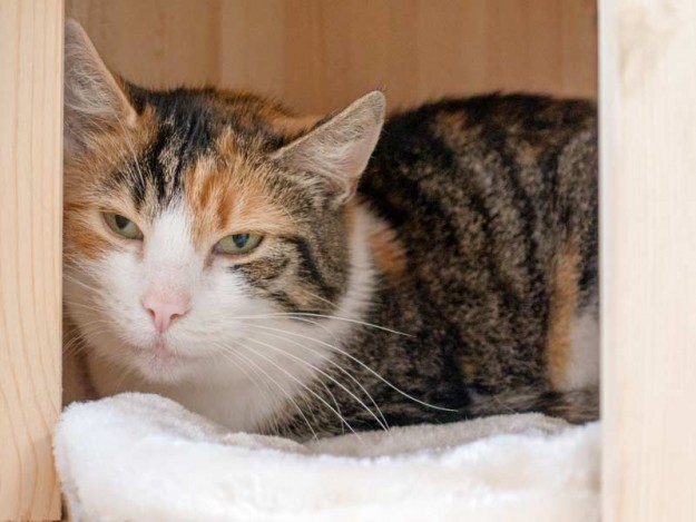 Kätzin Liese / © 2015 Arche KaNaum (NH)