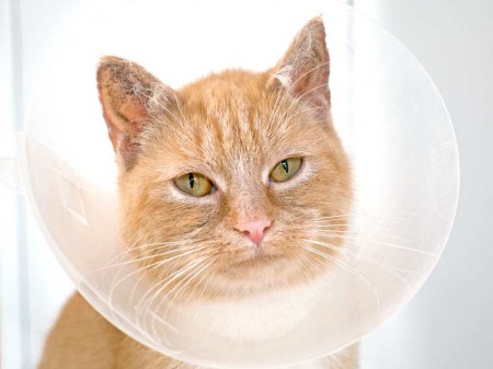 Kätzin Nele / © 2015 Arche KaNaum (NH)