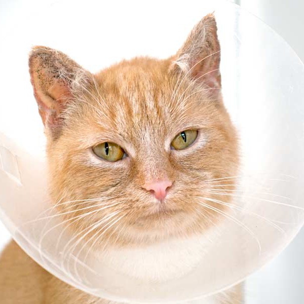 Kätzin Nele  / © 2015 Arche KaNaum (NH) Kätzin Nele / © 2015 Arche KaNaum (NH)