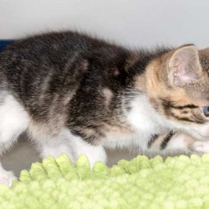 Kater Snoopy / © 2015 Arche KaNaum (NH) Kater Snoopy / © 2015 Arche KaNaum (NH)