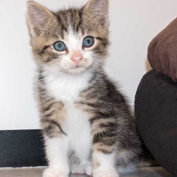 Kater Snoopy / © 2015 Arche KaNaum (NH) Kater Snoopy / © 2015 Arche KaNaum (NH)