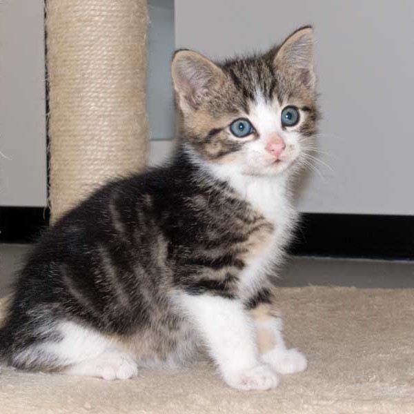 Kater Snoopy / © 2015 Arche KaNaum (NH) Kater Snoopy / © 2015 Arche KaNaum (NH)