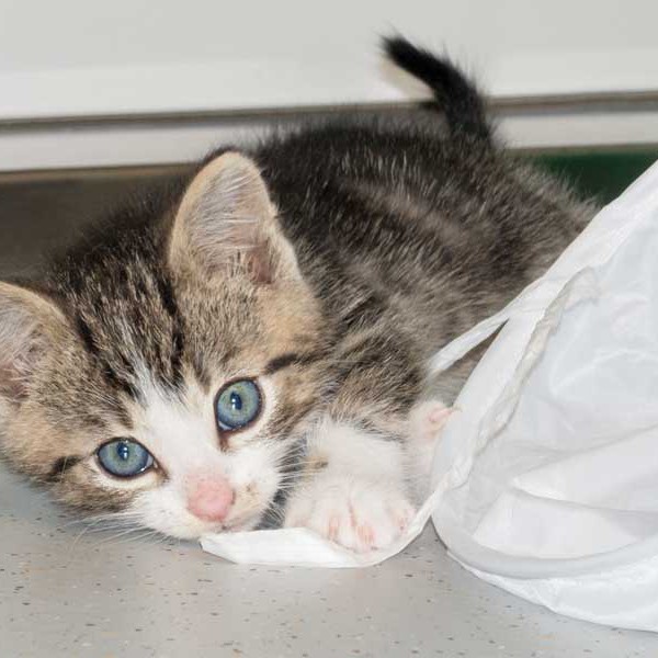 Kater Snoopy / © 2015 Arche KaNaum (NH) Kater Snoopy / © 2015 Arche KaNaum (NH)