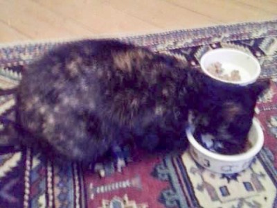 Kätzin Jeanie / © 2015 Privat