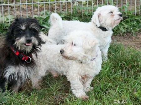 Hunde Rosi, Loui und Franz (v.l.) / © 2015 Tierheim Bad Wildungen (EN)